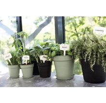 Verschiedene Kräuter- und Gemüsesorten in Töpfen mit Pflanzenschildern