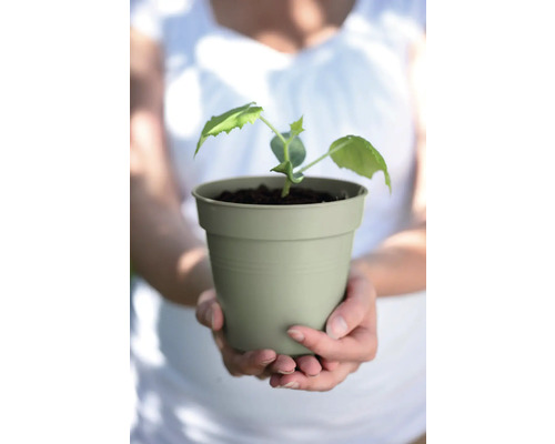 Junge Pflanze im Topf in den Händen