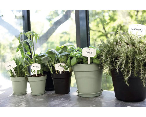 Diverses plantes aromatiques et potagères en pots avec des étiquettes sur un rebord de fenêtre