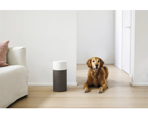 Luftreiniger im Wohnzimmer mit Hund