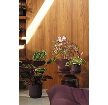 Plantes d''intérieur décoratives dans des pots sur une table d''appoint devant un mur en bois.