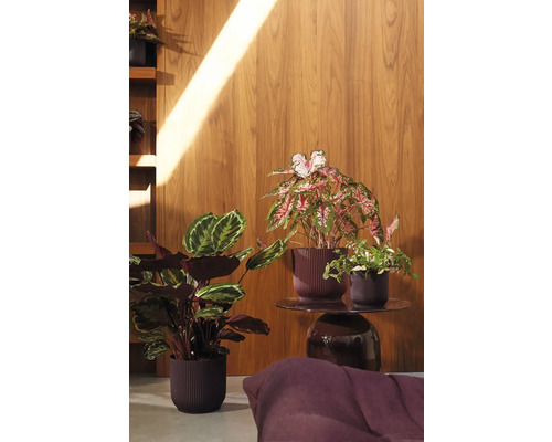 Dekorative Zimmerpflanzen in Pflanzgefäßen auf einem Beistelltisch vor einer Holzwand.