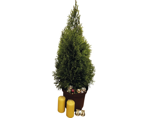Cyprès d''intérieur en pot avec bougies et décorations