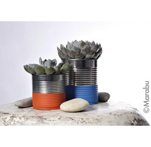 Plantes succulentes décoratives dans des boîtes de conserve peintes servant de pots de fleurs sur une table