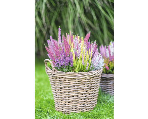 Plantes de bruyère de différentes couleurs dans un panier tressé