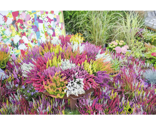 Arrangement de bruyères colorées en pot pour le jardin