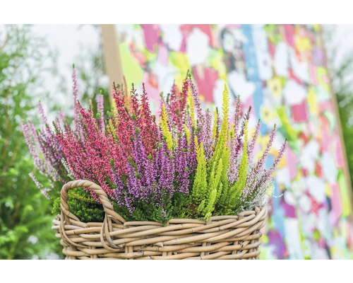 Bouquet de bruyère dans un panier en osier