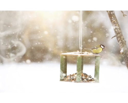 Support de boules de graisse avec mésange en hiver