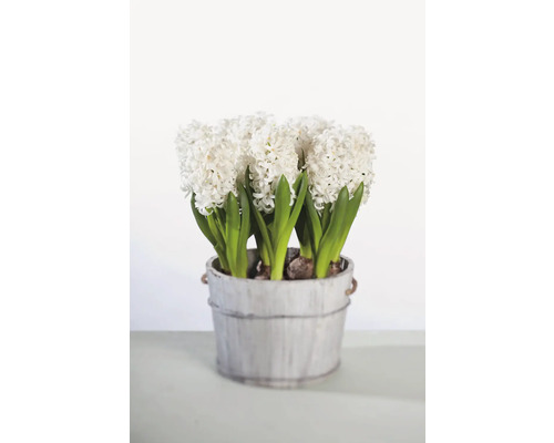 Weiße Hyazinthen in einem Topf