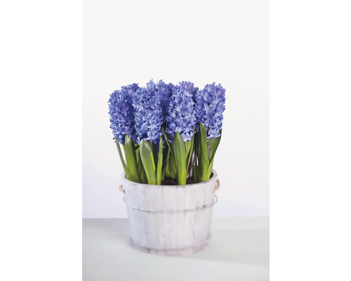 Blaue Hyazinthen im Topf