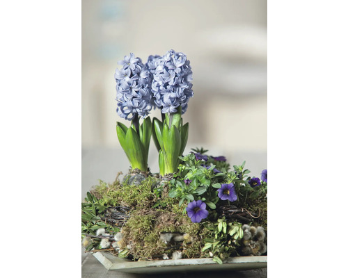 Arrangement mit Hyazinthen und Stiefmütterchen in einer Schale