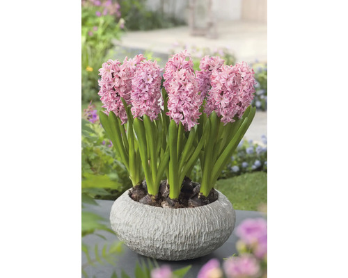 Hyazinthen in einem Topf auf einer Gartenoberfläche