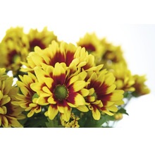 Gros plan sur un bouquet de chrysanthèmes jaune et rouge