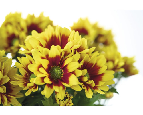 Gros plan sur un bouquet de chrysanthèmes jaune et rouge