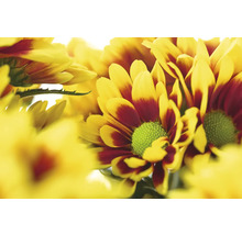 Gros plan de fleurs de chrysanthèmes jaune rouge