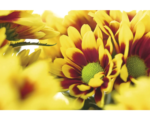 Gros plan de fleurs de chrysanthèmes jaune rouge