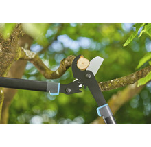 Astschere schneidet einen Ast in einem Baum.