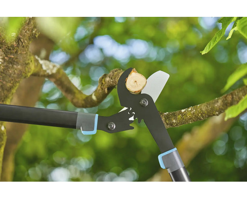 Astschere schneidet einen Ast in einem Baum.