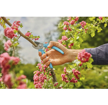 Jardinage : une main utilise un sécateur pour couper une branche avec des fleurs.