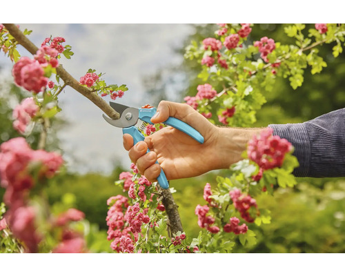 Jardinage : une main utilise un sécateur pour couper une branche avec des fleurs.