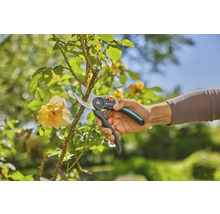 Jardinage avec un sécateur pour couper les branches d''une rose