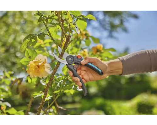 Jardinage avec un sécateur pour couper les branches d''une rose