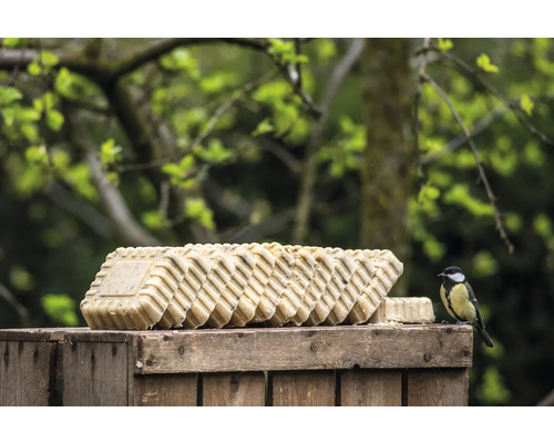 Reihe von Futterkuchen auf einem Holzkasten mit einer Kohlmeise