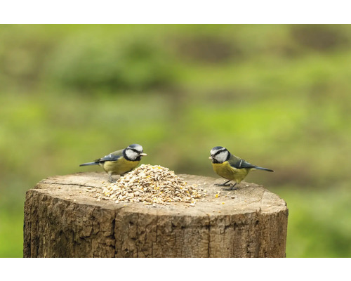 Zwei Blaumeisen fressen Vogelfutter auf einem Baumstumpf