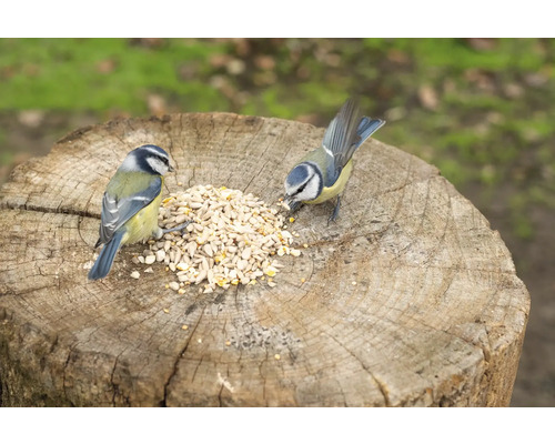 Zwei Blaumeisen fressen Vogelfutter auf einem Baumstumpf.