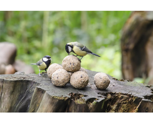 Deux mésanges picorent une pile de boules de nourriture sur une souche d''arbre.
