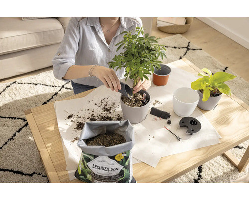Frau topft Zimmerpflanze in Lechuza Pflanzgefäß um