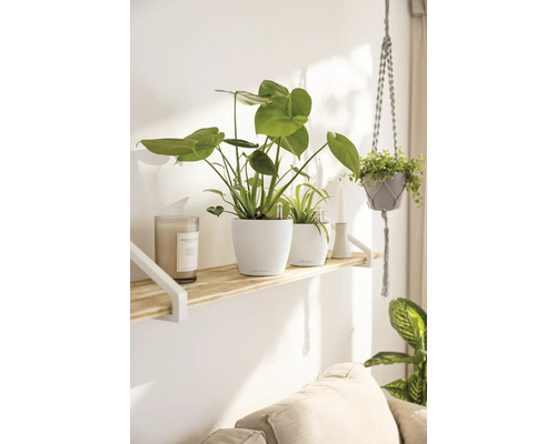 Dekorative Zimmerpflanzen in weißen Pflanzgefäßen auf einem Holzregal