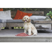 Chien bouclé avec de la nourriture à l''extérieur sur une terrasse en bois