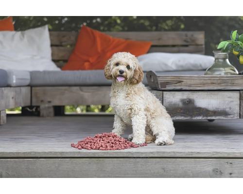 Chien bouclé avec de la nourriture à l''extérieur sur une terrasse en bois