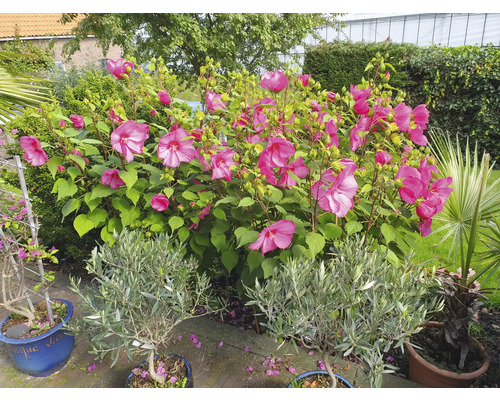 Gartenansicht mit Hibiskusblüten, Olivenbäumen und Palmen