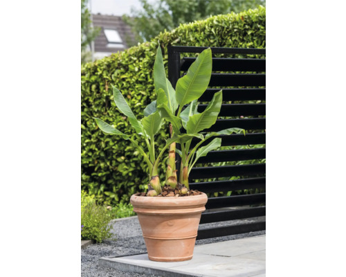Banane in Terrakotta Blumentopf für den Garten