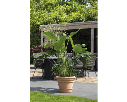 Strelitzie im Terrakottatopf für den Aussenbereich