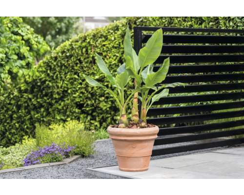 Banane im Terrakotta Blumentopf im Garten