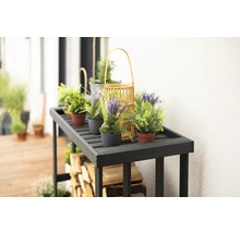 Table décorative en bois avec plantes et bois de chauffage pour l''extérieur