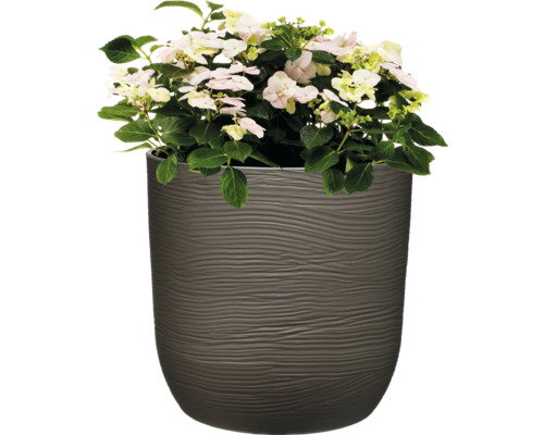 Hortensie mit hellen Blüten im Pflanzgefäß