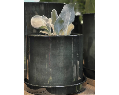 Plante dans un cache-pot en céramique brillant avec soucoupe