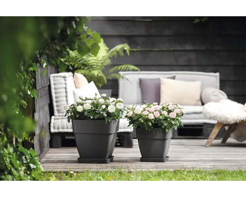Zwei quadratische Pflanzgefäße mit Rosen auf einer Terrasse