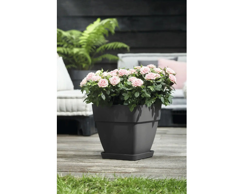 Rosen im grauen Pflanztopf auf Terrasse