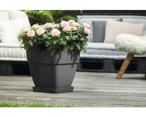 Roses dans un pot de fleurs gris sur une terrasse