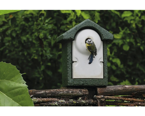 Blaumeise an einem Nistkasten auf einem Zaun