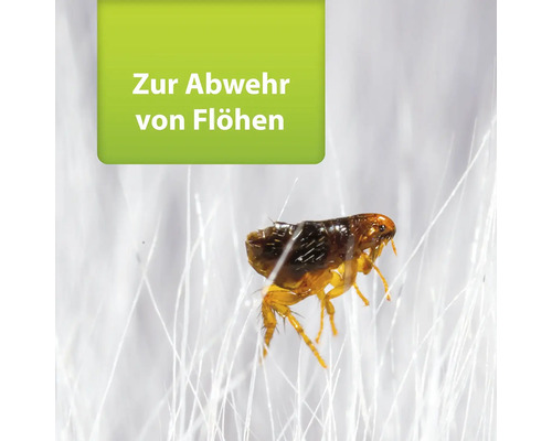 Nahaufnahme eines einzelnen Flohs zur Flohbekämpfung