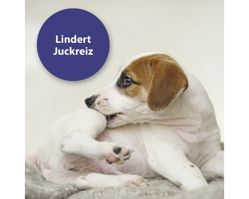 Ein Hund kratzt sich, Hinweis auf Juckreizlinderung