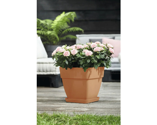 Roses miniatures dans un pot de fleurs sur une terrasse