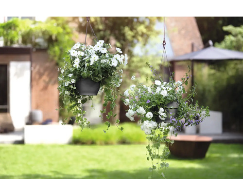 Zwei hängende Blumentöpfe mit weißen Blüten im Garten.