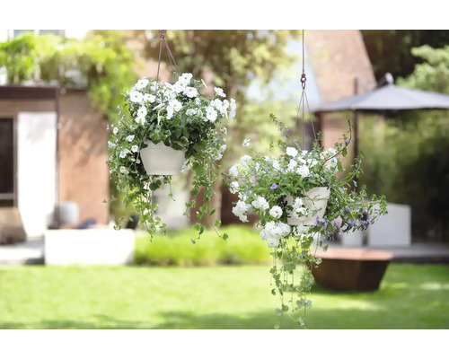 Deux pots de fleurs suspendus avec des pétunias blanches dans le jardin.